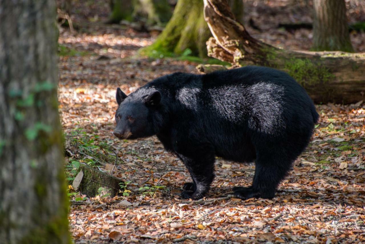 Two Bears Cabin Веар-Веллі Екстер'єр фото